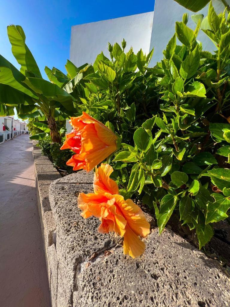 Apartament Malibu Blue Costa Adeje Dış mekan fotoğraf